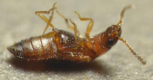 Omaliinae